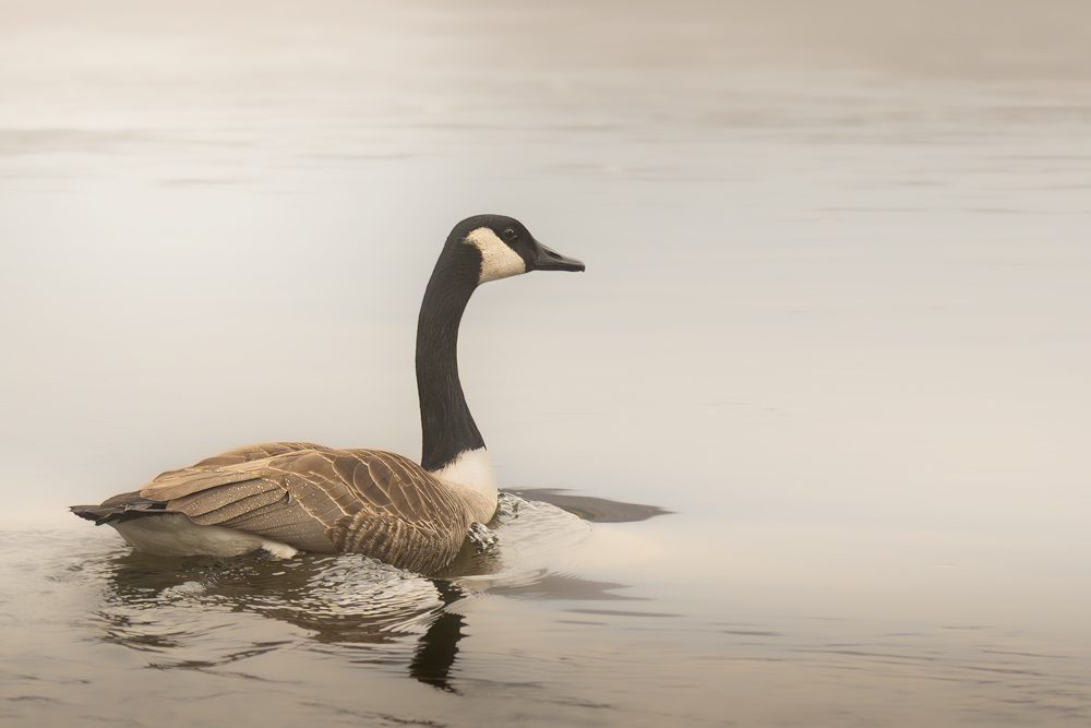 Lone Goose