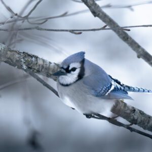 Winter Blue Jay