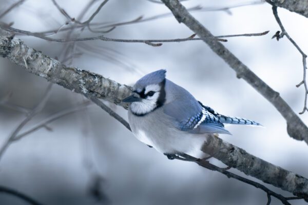 Winter Blue Jay