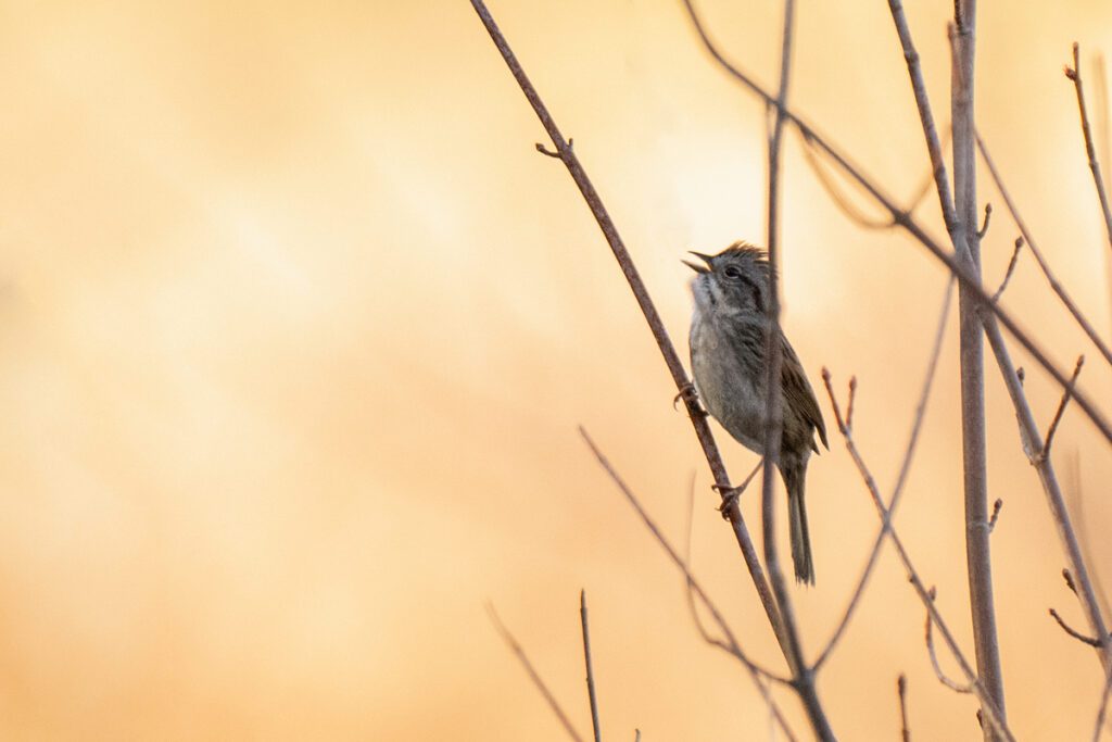 Bird in the swamp