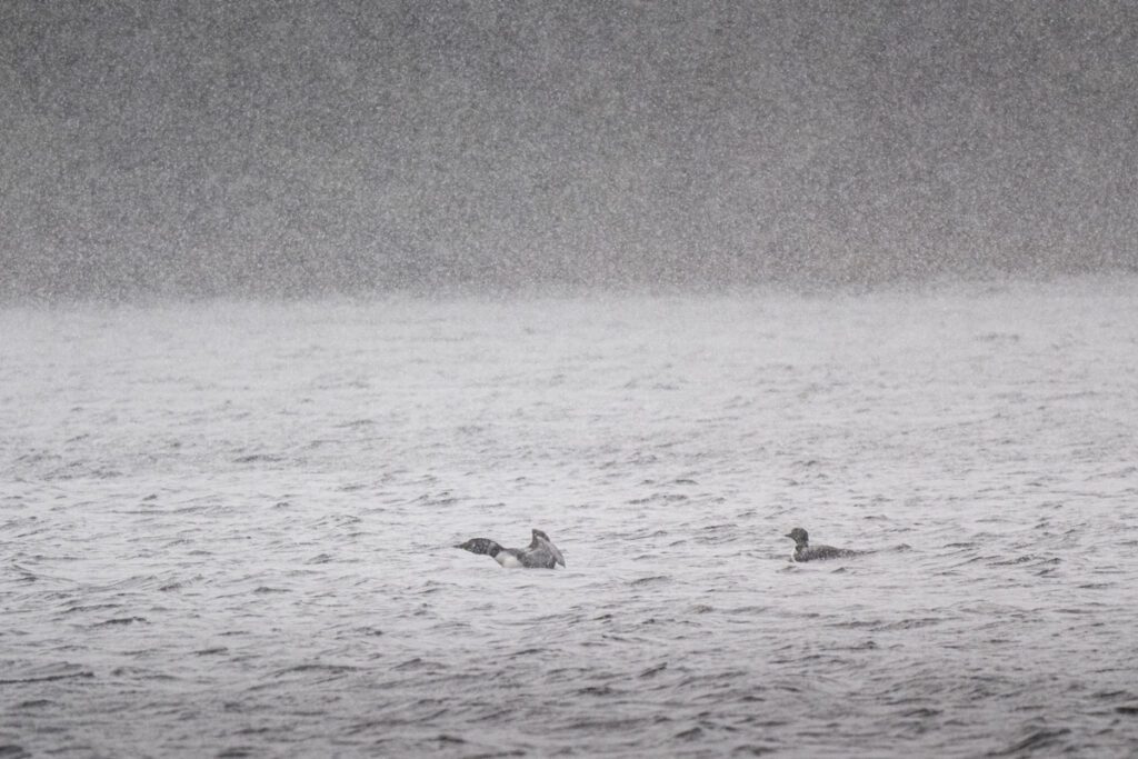 Loons on the Lake Winter Time