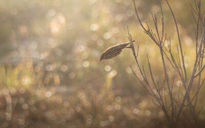 A Morning in the Swamp: The Struggles and Successes of Wildlife Photography