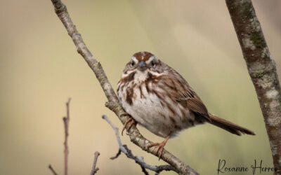 Curating Nature & Wildlife Photos: How to Choose the Best
