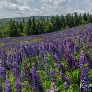 New England Lupine