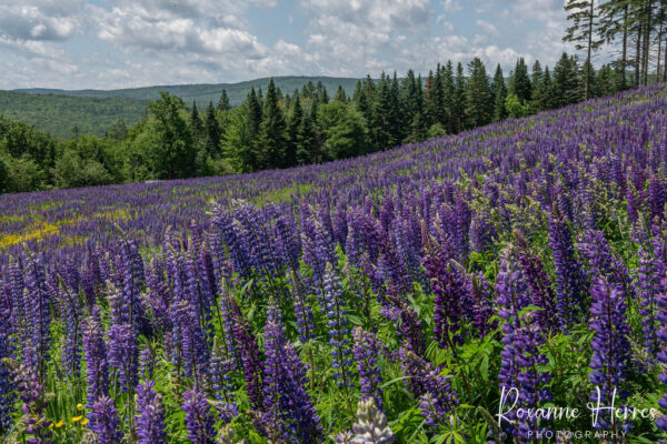 New England Lupine