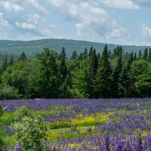Lupine Field and Bench