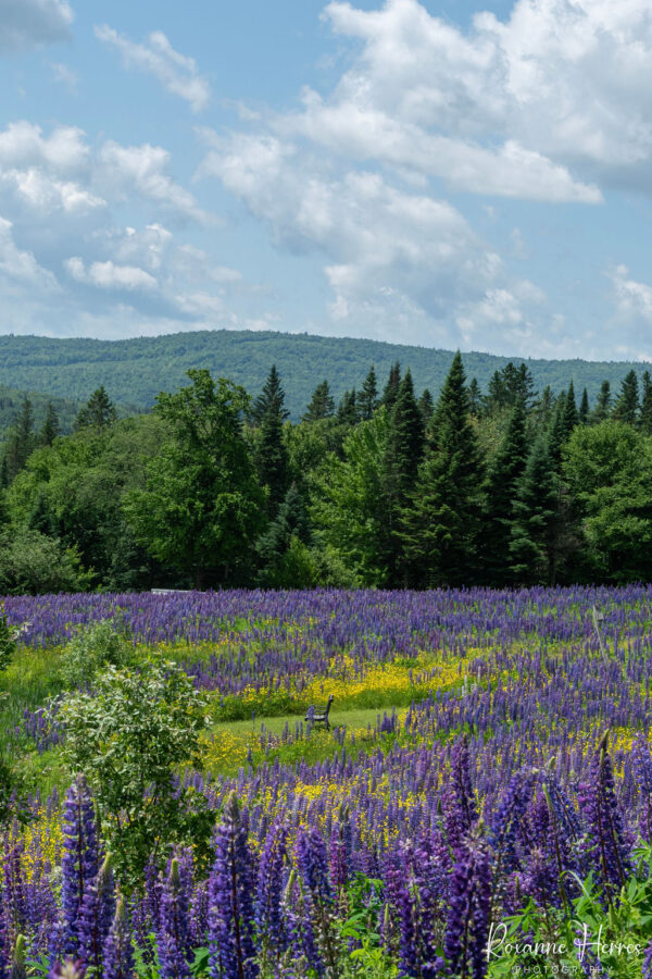 Lupine Field and Bench