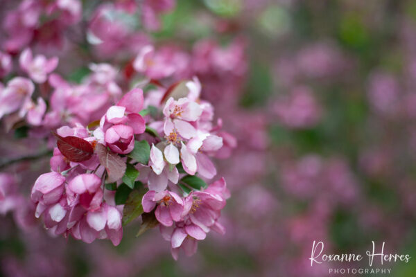 Spring Time Pink Blossoms
