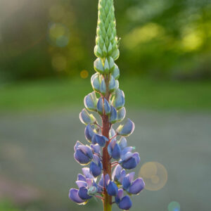 Single Lupine