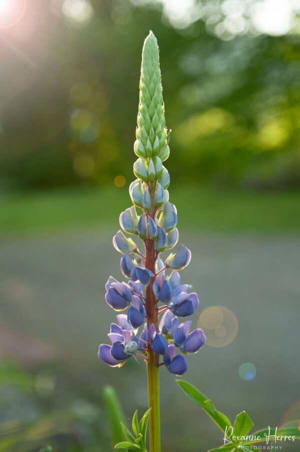 Single Lupine