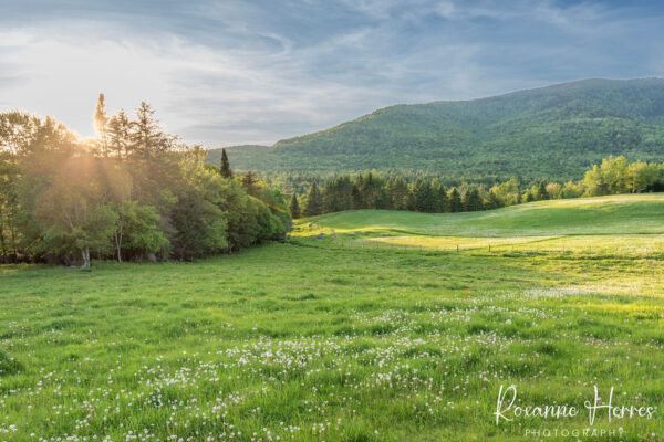 Farm Field NH