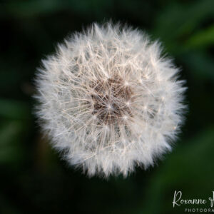 Before A Breeze