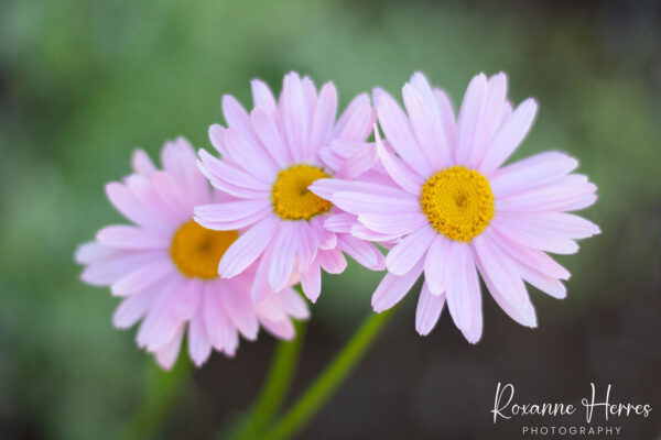 Pink Trio