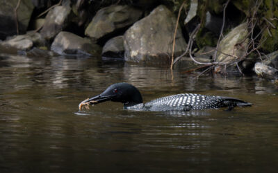 Wild Encounters: Fox Dens, Loons & the Thrill of the Chase