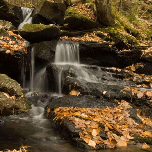 Tiny Forest Cascade