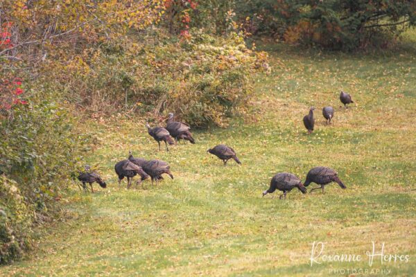 Turkeys in NH