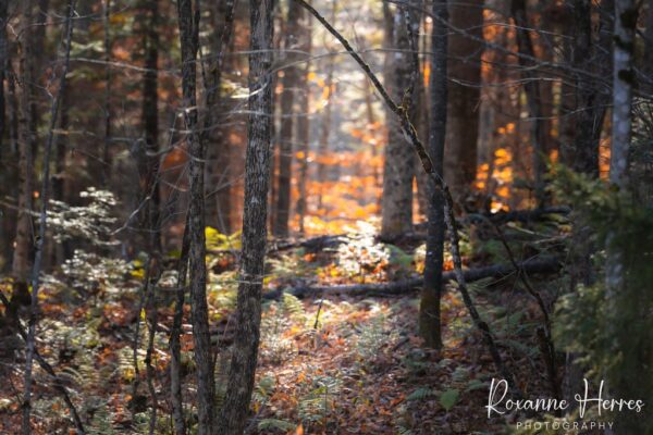 Moody Autumn Forest