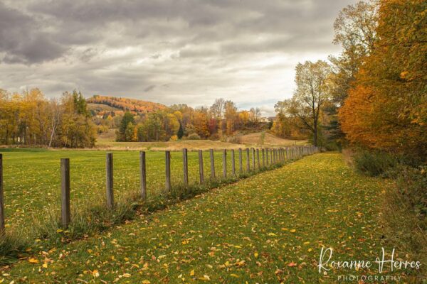Moody Fall Landscape