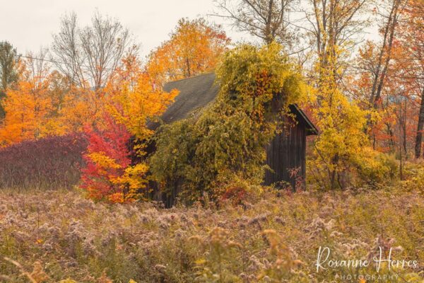 Abandoned Building VT Autumn