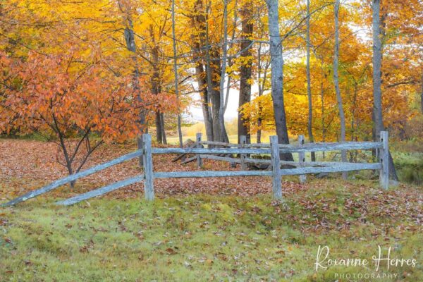 Old Fence & Autumn Trees