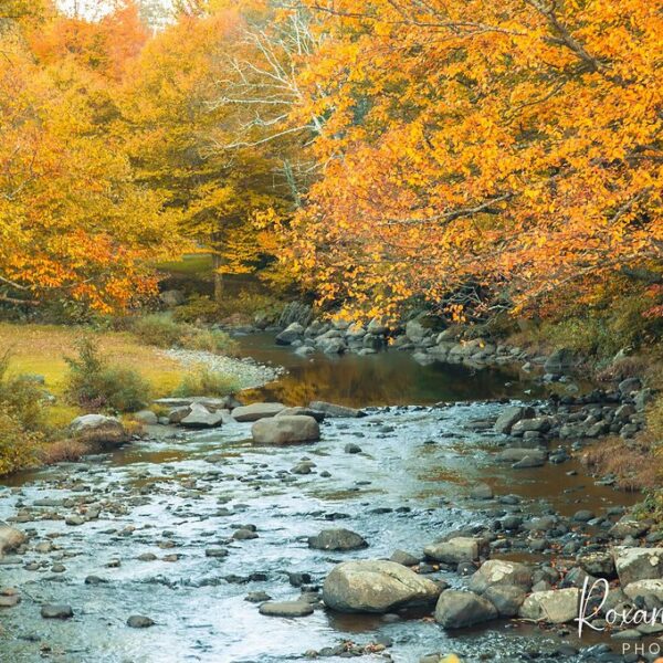Rocky Stream Great North Woods