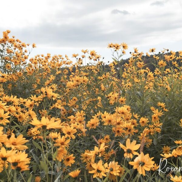 Yellow Flower Field