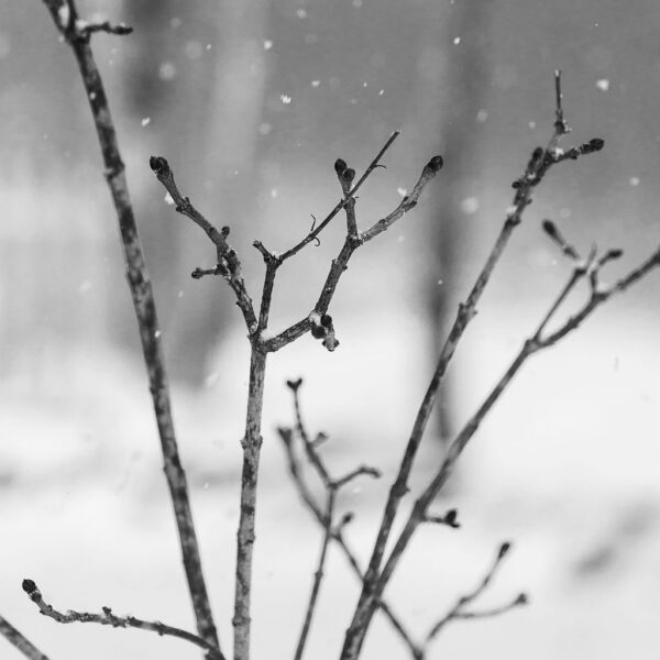 Snowing Branch