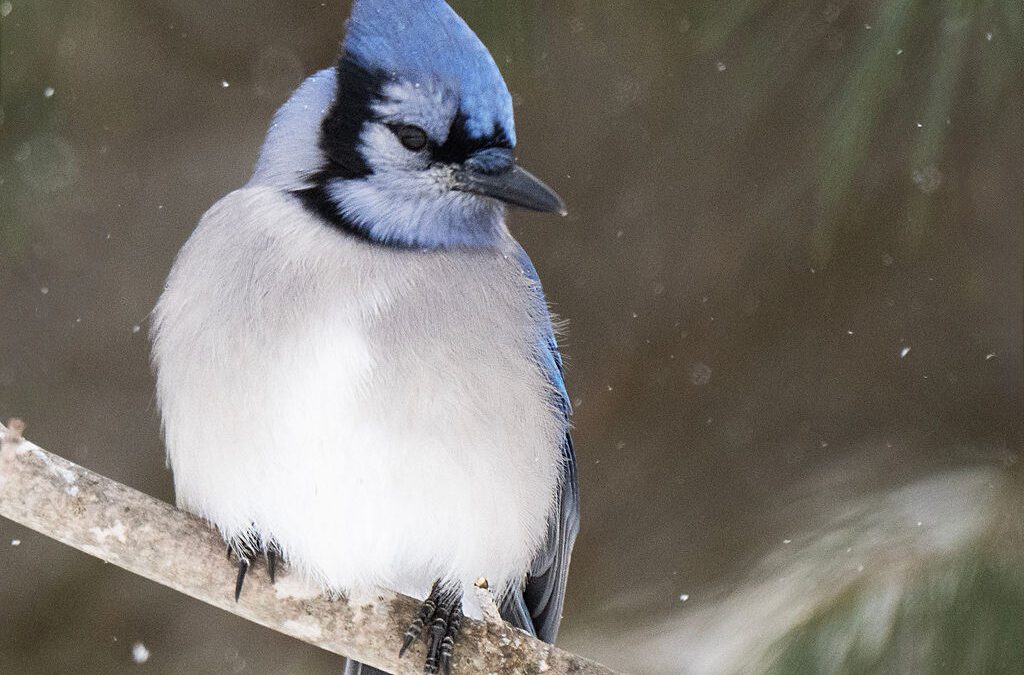 Looking Back on 2025: A Year of Change as a New Hampshire Photographer