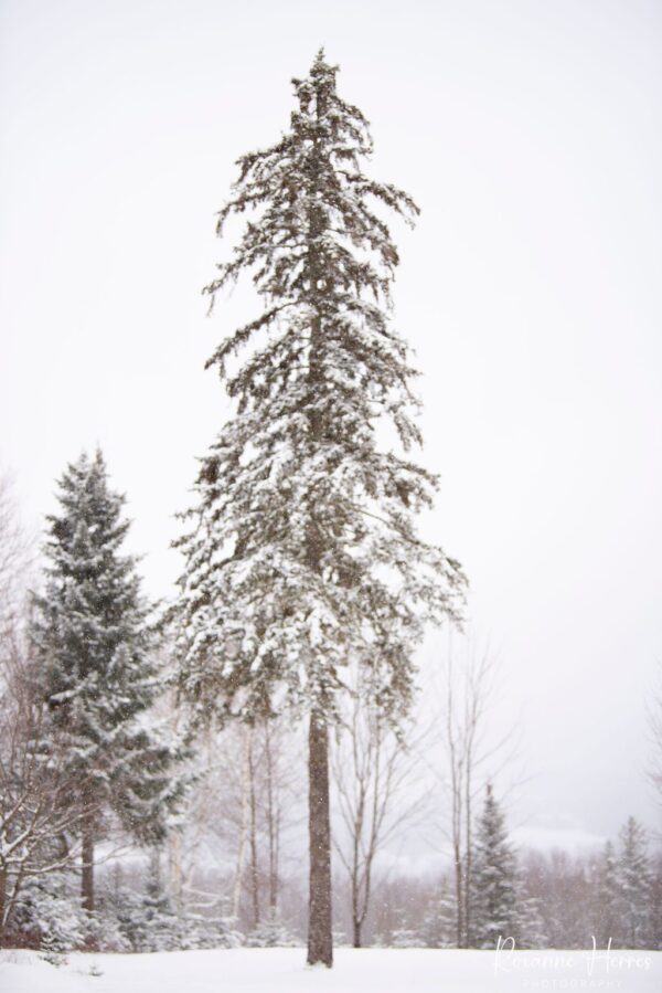 Tall Winter Tree