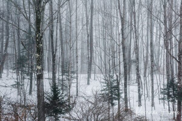 Foggy Forest VT
