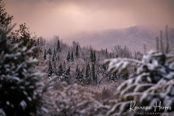 Early Morning Snowy Scene