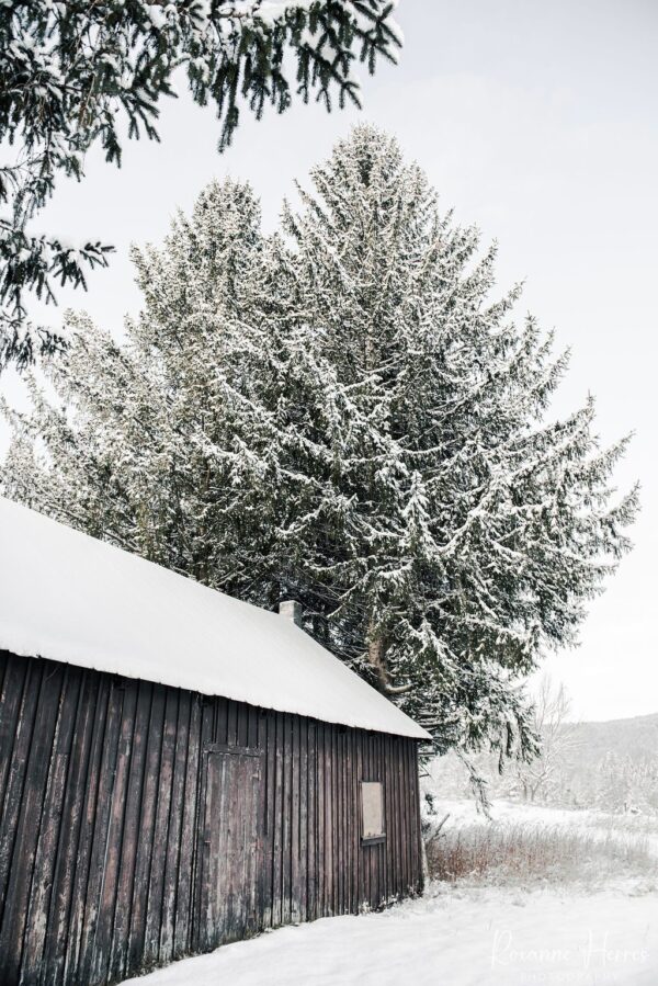 Vintage Barn & Old Tree