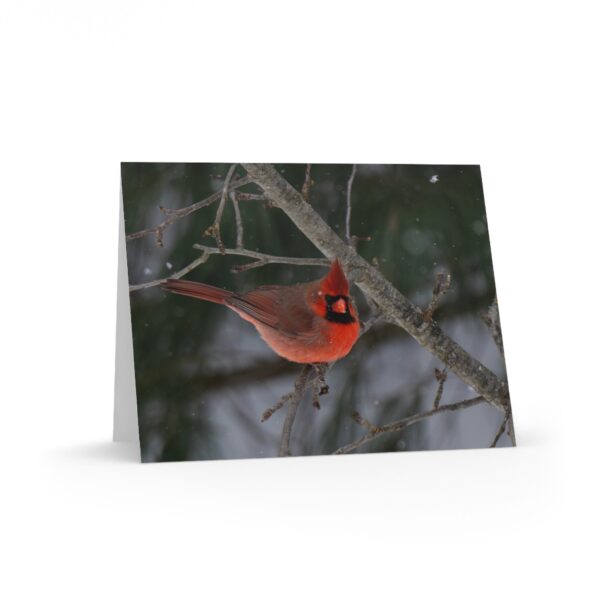 Greeting Cards Set - Red Cardinal Christmas Card (8, 16, and 24 pcs)