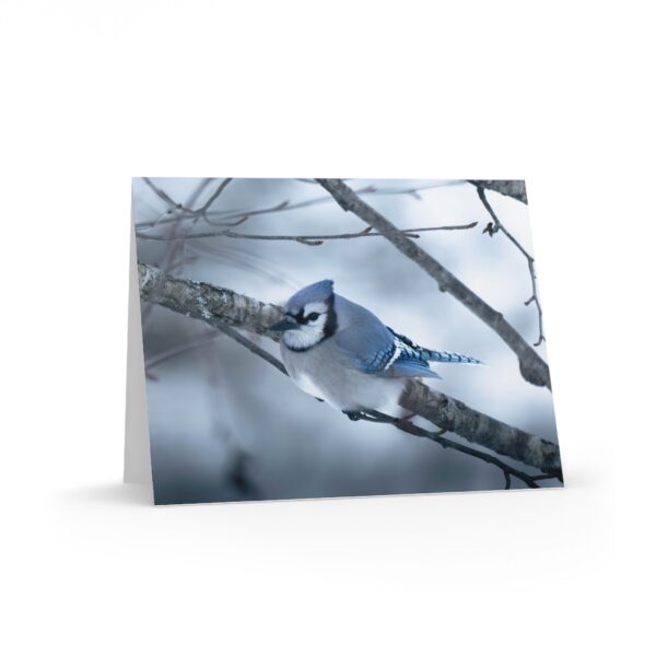 Greeting Cards - Blue Jay Winter Scene (8, 16, and 24 pcs)