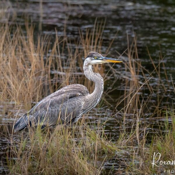Great Blue Heron in March