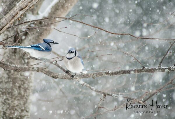 Blue Jays Photo by Roxanne Herres
