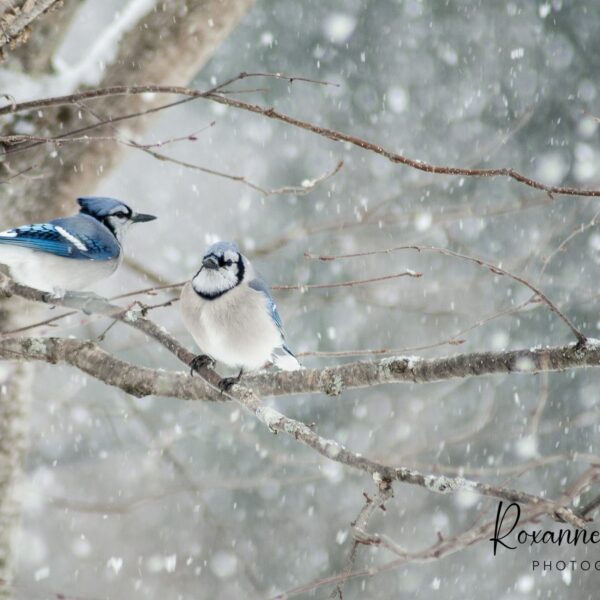 Blue Jays Photo by Roxanne Herres