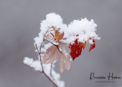 Fall Leaf Branch with Snow by Roxanne Herres
