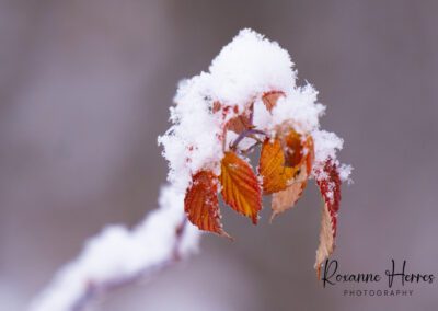 Fall Leaves with Snow by Roxanne Herres