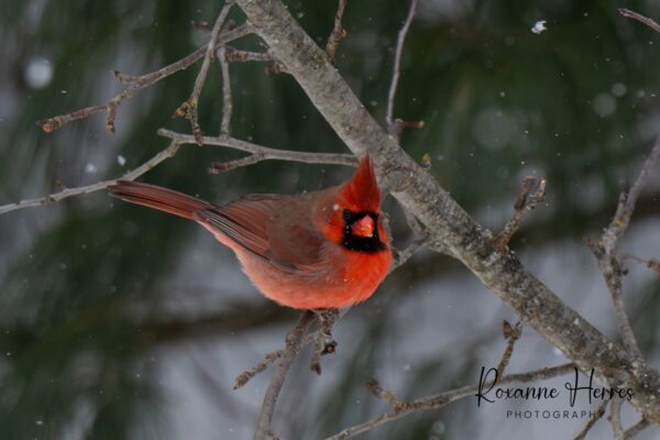 Red Cardinal in the winter by Roxanne Herre