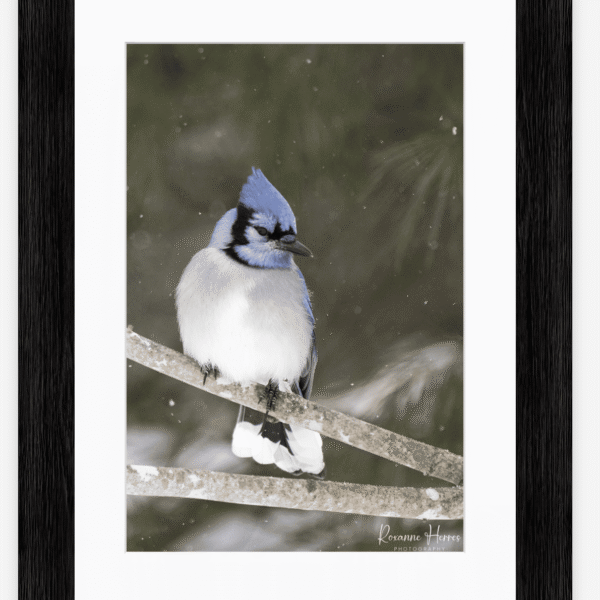 Perched Blue Jay and Snow