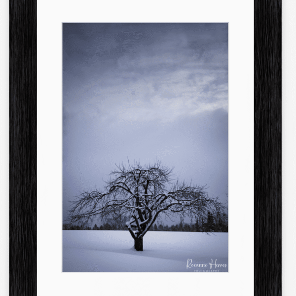Moody Winter Scene