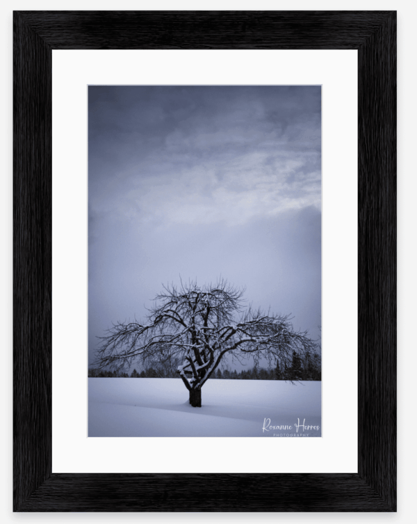 Moody Winter Scene