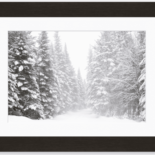 Winter Wonder Land