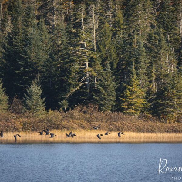 Canadian Geese, Colman State Park