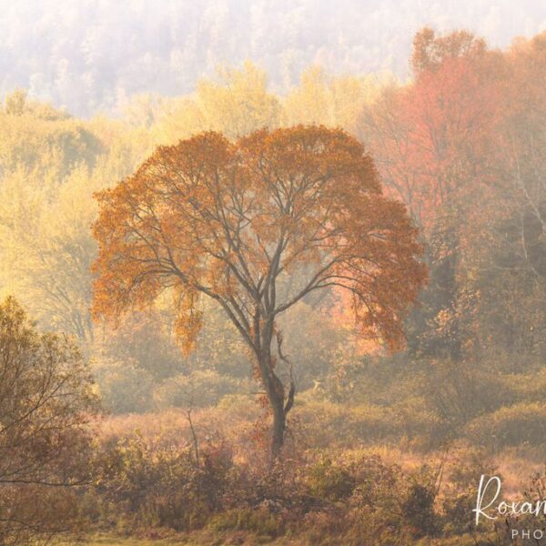 Autumn Tree, Misty Morning
