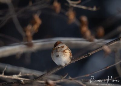 American Tree Sparrow