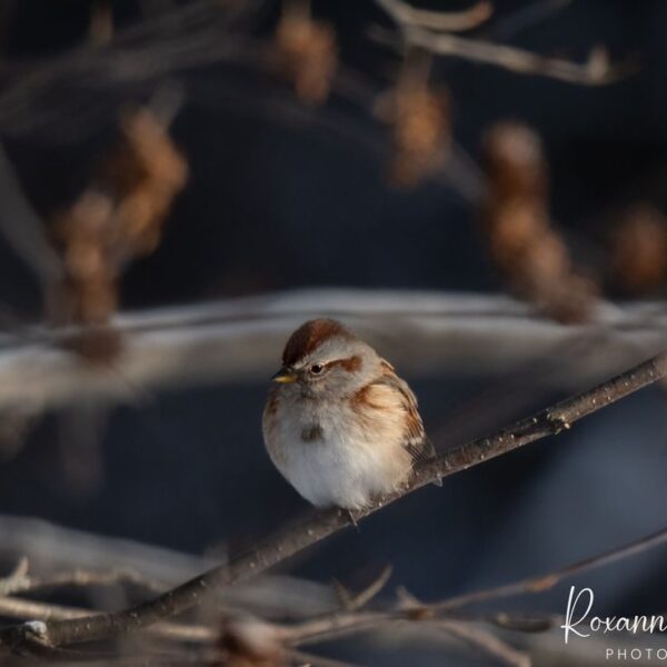 American Tree Sparrow