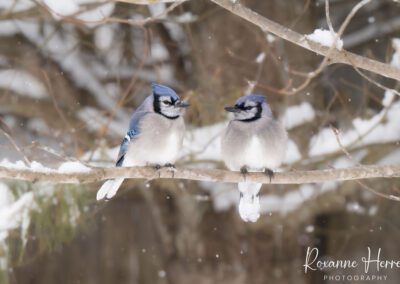 Blue Jays on a Branch, Winter
