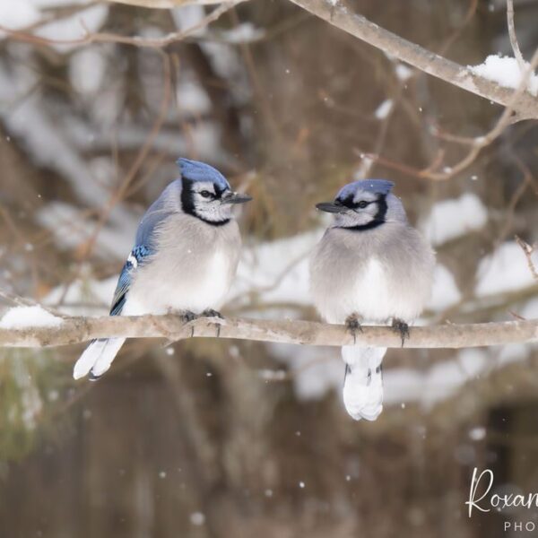 Blue Jays on a Branch, Winter